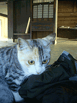 ZL