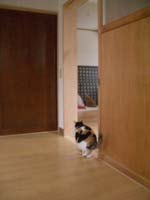 猫検査