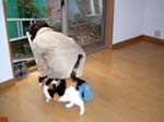 トップライト