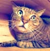 お猫