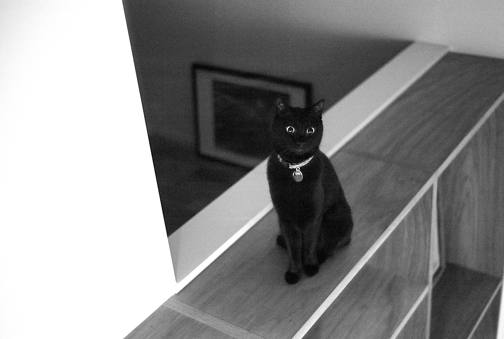 猫