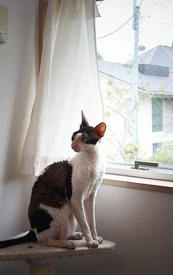 悵
