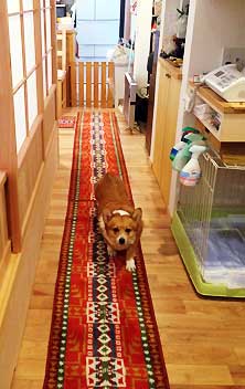 モモちゃん